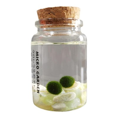 diy马里生态瓶小型水草海藻球