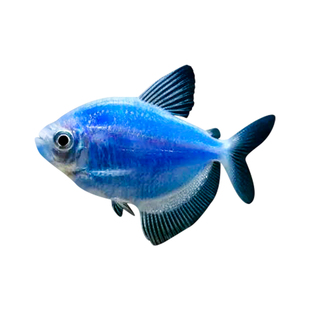 蓝衣天使观赏鱼七彩天使鱼热带鱼小型鱼群游活体灯鱼虎皮鱼练手