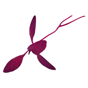 新鲜蔬菜 火红苗 安曼红苗 斯卡纳苗现采摘芽苗10g 西餐摆盘装饰