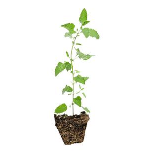 猫薄荷盆栽可食用四季种籽子香草种子阳台苗秧苗观赏绿植室内幼苗