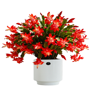 瓣蟹爪兰盆栽带花苞冬天耐寒花卉大全室内阳台花卉植物四季好养活