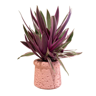 粉紫露兰花盆栽盆景室内客厅办公室桌面观叶趣味花卉绿植净化空气