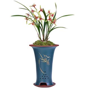 华香园兰花 【逸红双娇 】小国魂逸虹双娇四季建兰浓幽香花卉绿植