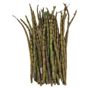 正品铁皮石斛鲜条1000g中药材枫斗六年生基地批发霍山新干花宗粉