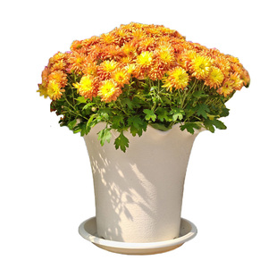 创意荷叶边高筒花盆加厚树脂桌面地面种植月季玫瑰虎皮兰墨兰花钵