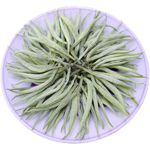 2026云南月光白白毫银针美人古树大白毫非福鼎普洱茶生散茶叶250g