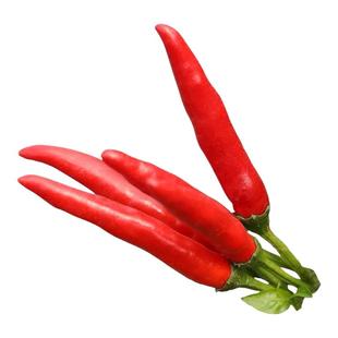 朝天椒盆栽带果小米椒苗小米辣辣椒苗特辣阳台四季开花结果绿植物