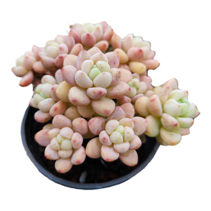 大盆多肉植物劳尔精品小老桩带香味室内带盆栽好阳台防辐射绿植花