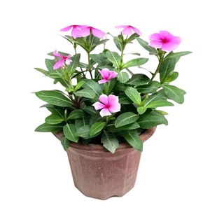 长春花苗盆栽带花苞室内阳台庭院日日春耐寒耐热开花好养五叶梅苗