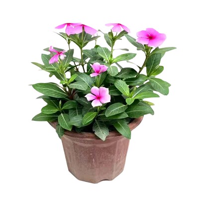 庞贸长春花苗盆栽室内好养五叶梅