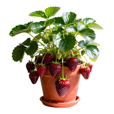 虹越草莓苗阳台四季结果