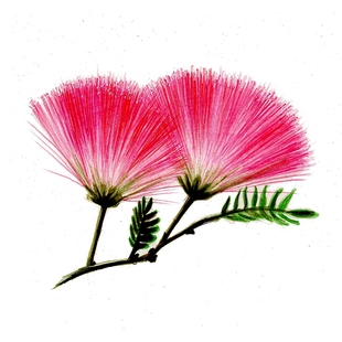 粉合欢花树苗盆栽绒花树苗树木庭院别墅绿化苗木金芙蓉树苗花期长