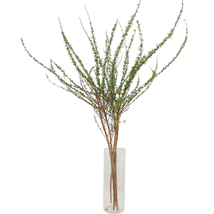 雪柳小手球木绣球鲜花枝条清新居家办公室插花包邮北京同城可闪送