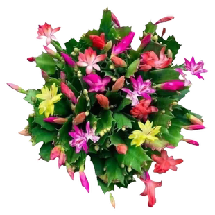 蟹爪兰盆栽带花苞带盆多色嫁接重瓣进口新品高颜值花好养花卉植物