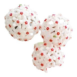 球兰带花大苗羊脂玉球兰花盆栽贝拉卷心叶四季攀援爬藤植物开花卉