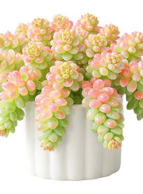 糖果新玉坠缀锦多肉植物