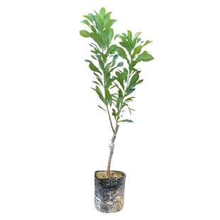 嫁接杨梅树苗南方北方种植果树东魁杨梅树苗当年结果水晶杨梅苗