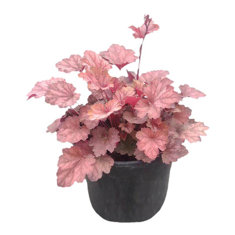 精选矾根花苗盆栽喜阴耐寒庭院花