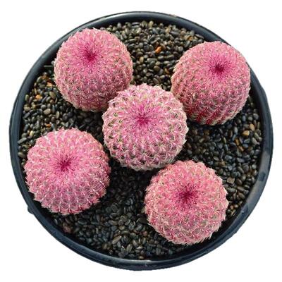 红太阳仙人球实生根稀有精品仙人掌多肉植物室内小盆栽花卉好养