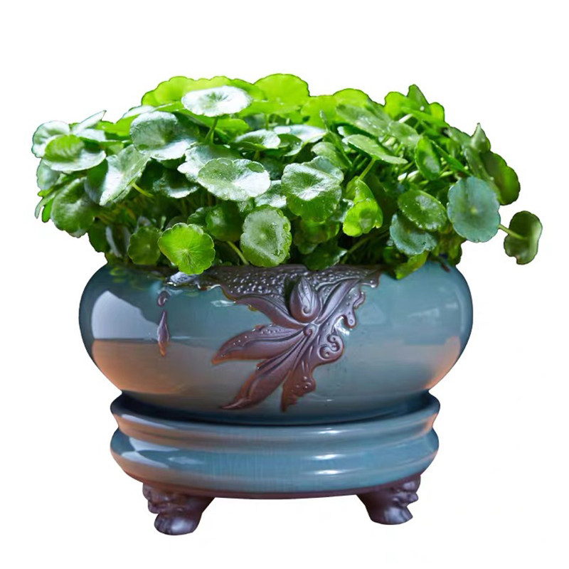 铜钱草盆景水培植物好养室内