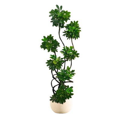 【5A级鸭脚木】氛围感天花板