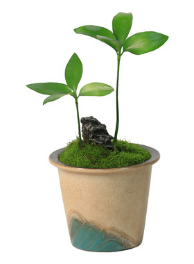 竹柏苔藓微景观桌面绿植易养