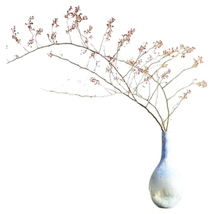 绿色山归来鲜切枝蔷薇果枝条鲜花云南直发室内水培绿植插花干枝