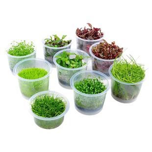 艾伦水草鱼缸造景无菌杯前景迷你牛毛挖耳日本爬地矮珍珠新手懒人