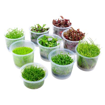 【无菌杯】满60元送镊子和液肥