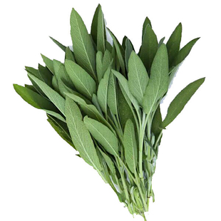 新鲜鼠尾草50g 南丹参Sage 西餐食材 新鲜香草香料鼠尾草叶子
