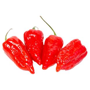 特辣印度魔鬼椒辣椒种子种籽苗孑秧苗龙息菜苗蔬菜超秧寿禾樟树港