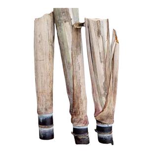 黑皮水果甘蔗苗种籽北方甘蔗种子盆栽种植苗甘蔗苗种黄金甘蔗种苗