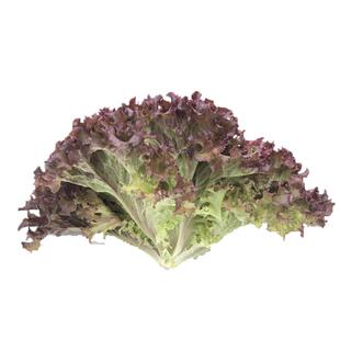 【廊下滋味】红叶生菜500g罗莎红生菜新鲜蔬菜沙拉食材紫叶色拉菜