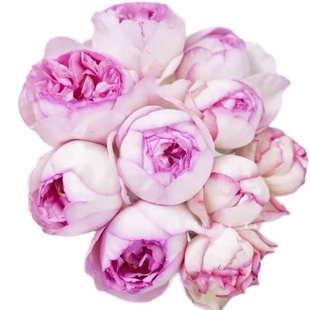 【斯基】伊芙月季系列大苗胭脂香水伯爵婚礼之路乙女心飞溅爬藤光