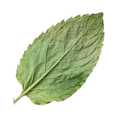 薄荷叶泡茶干食用中药材新鲜菊花柠檬片玫瑰花金银花茶养生冷泡茶