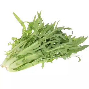 【花芽甜麦菜种子】四季播种香油麦春无苦味味清农家苦麻菜秧苗菜