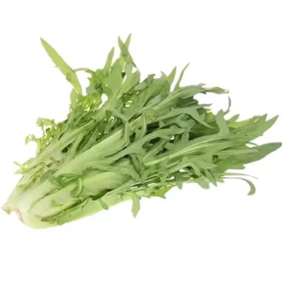 花芽甜麦菜种子四季播无苦味