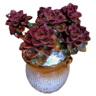 老桩【养不死】多头巧克力多肉植物室内绿植盆栽室内阳台耐寒耐热