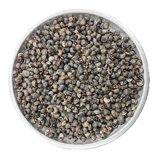 大连海鲜海芝麻螺新鲜小吃晒不死鲜活海螺丝海瓜子香波螺海螺