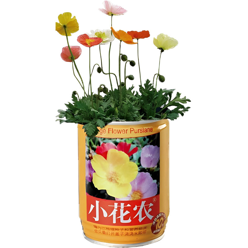 小花农罐头花易拉罐创意迷你发芽盆栽幼儿园养植物种子儿童种植杯