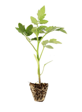 糖水炸弹黑珍珠黑番茄苗秧种子孑种籽蓝莓小西红柿西黑柿带土秧苗