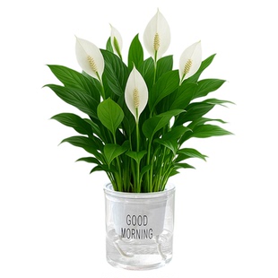 白掌一帆风顺绿植小盆栽水培植物客厅室内懒人好养四季带花卉开花