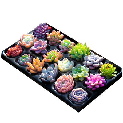 多肉植物组合盆栽仙人掌好养