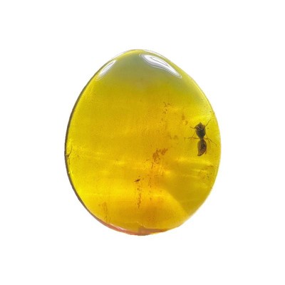 纯天然琥珀蜜蜡蜜蜂昆虫化石标本