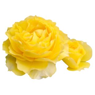 月季狮子座月季花星座系列多季多花玫瑰苗绿植庭院露台花卉