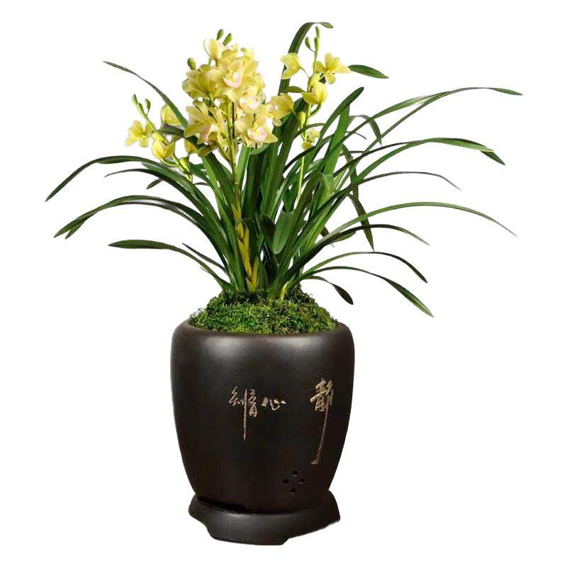 翁源兰花苗大花香水香兰带花浓香好养室内阳台包对版绿植花卉盆栽