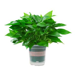 室内耐阴好养易活的植物不喜光适合懒人养的客厅桌面盆栽绿植花卉