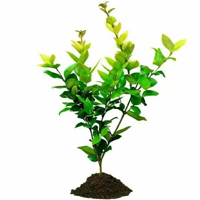 小叶女贞树苗庭院围墙篱笆植物