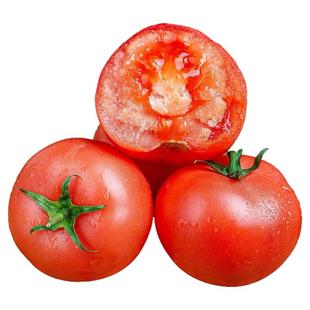 攀枝花西红柿沙瓤四川新鲜水果自然熟生吃番茄蔬菜非草莓柿子甜9