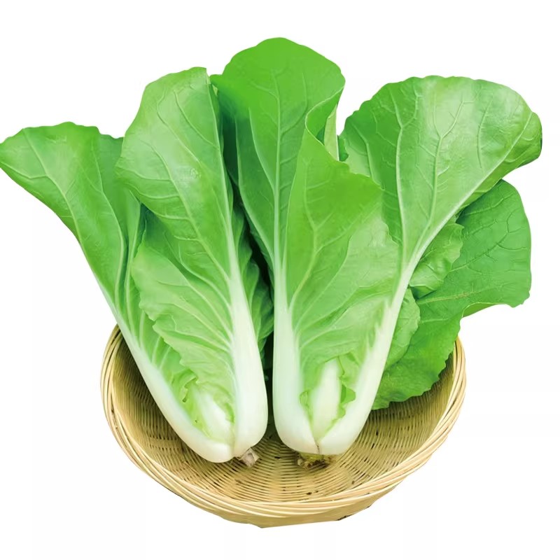 兰妃小白菜种子20天可吃耐热
